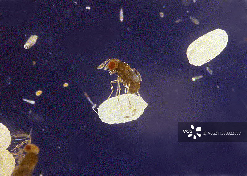 赤眼蜂寄生在蛾卵中图片素材