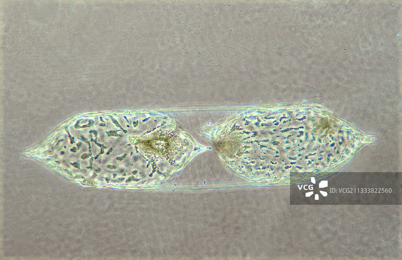 光学显微镜下的根管藻硅藻分裂图片素材