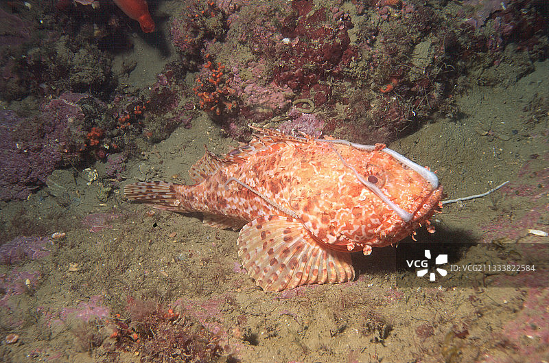 红色鲉鱼吞食普通章鱼图片素材