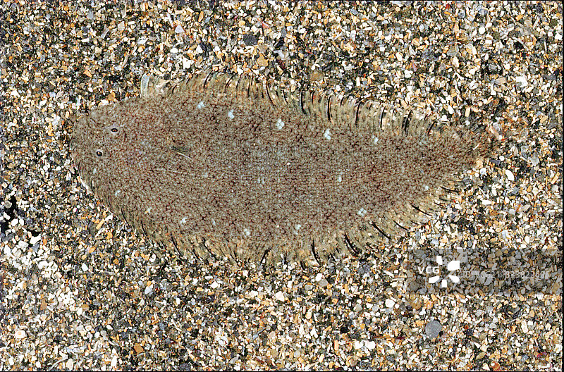 沙质海底的幼年普通鳎图片素材