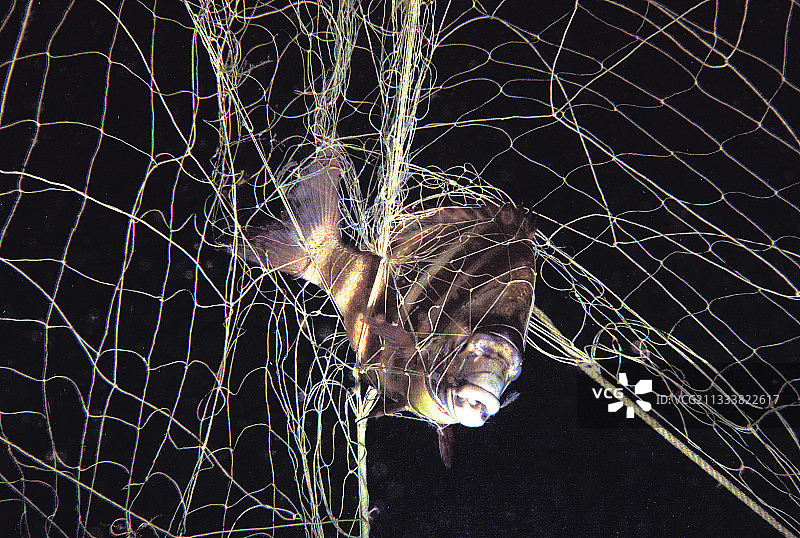 地中海渔网中的白鲷图片素材