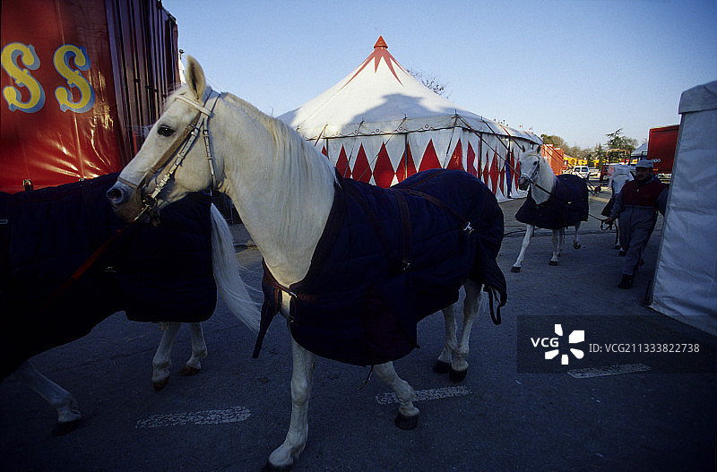 格鲁斯马戏团图片素材