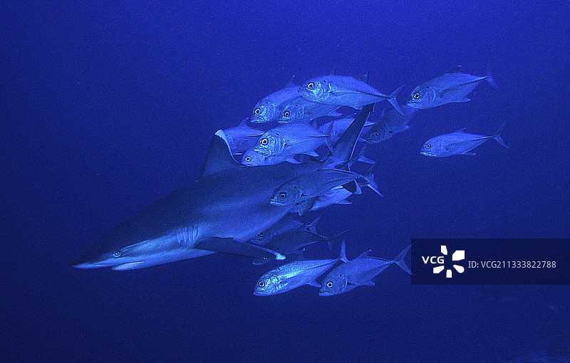 清洁鱼帮助鲨鱼摆脱寄生虫图片素材