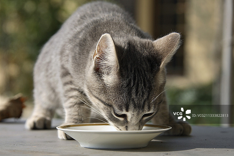 在小盘子里喝牛奶的年轻小猫图片素材