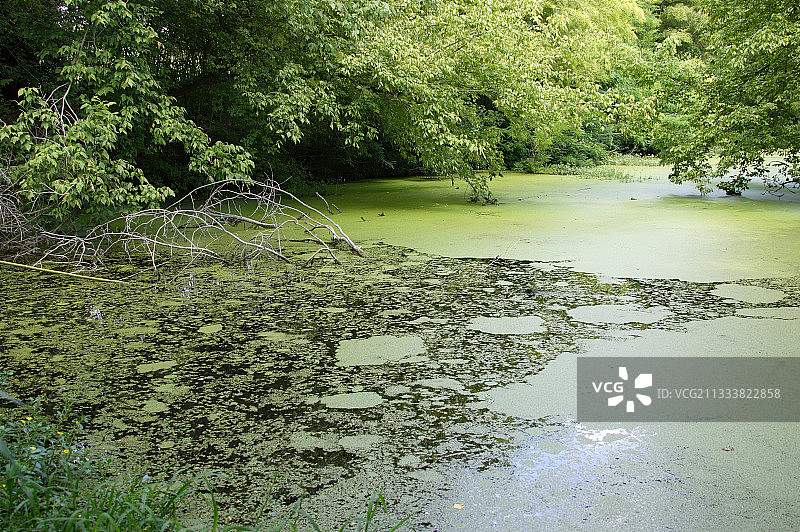 法国沃克吕兹罗讷河富营养化死水区图片素材