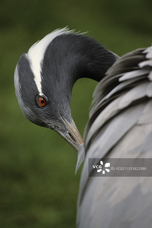 蓑羽鹤肖像，印度凯奥拉德奥国家公园图片素材