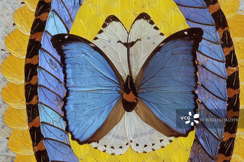 用巴西闪蝶翅膀制作的无数图片图片素材