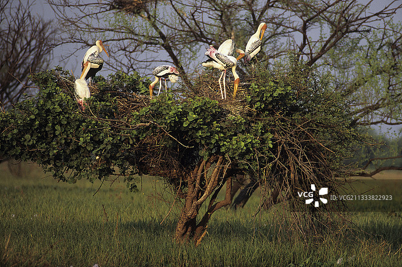 在印度Keoladeo国家公园树上的一群彩鹳图片素材