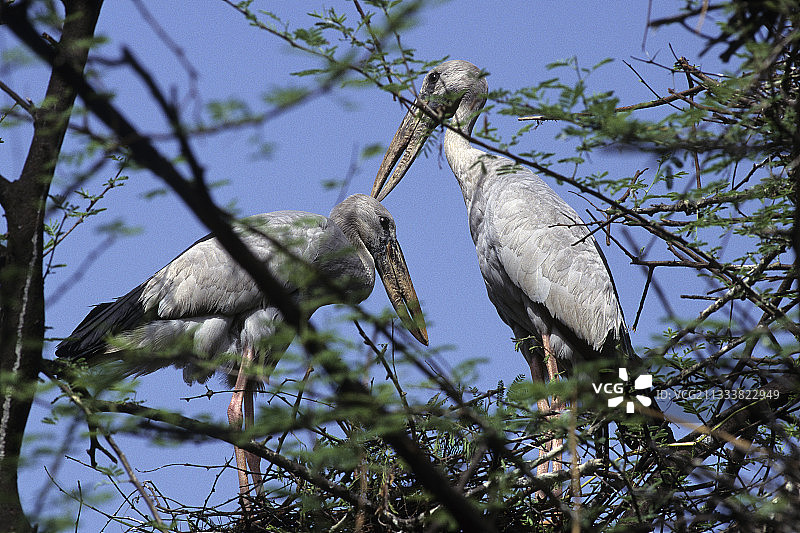 科拉迪奥国家公园印度树上的钳嘴鹳图片素材