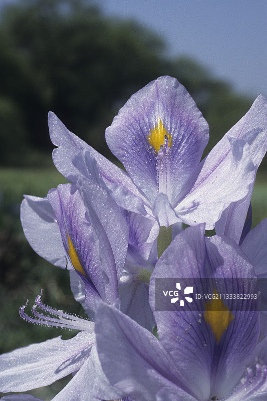 印度科拉迪奥国家公园盛开的凤眼莲图片素材