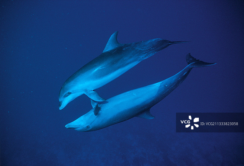 波利尼西亚并排游泳的一对宽吻海豚图片素材