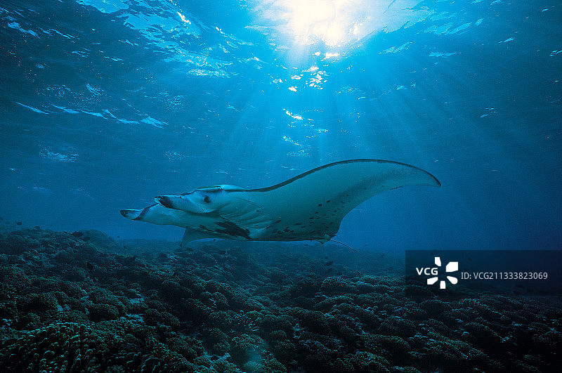 法属波利尼西亚的巨型蝠鲼图片素材