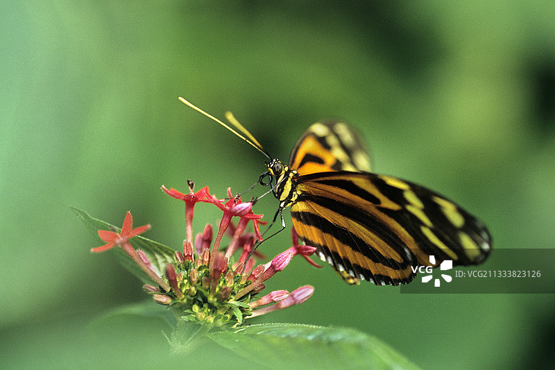 南美洲的 Heliconius 蝴蝶采集花蜜图片素材