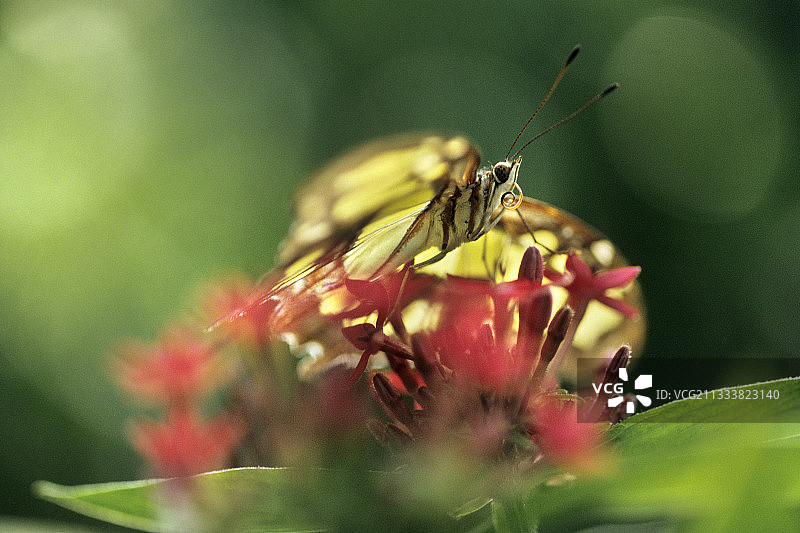 马拉achite凤蝶在南美洲采集花蜜图片素材