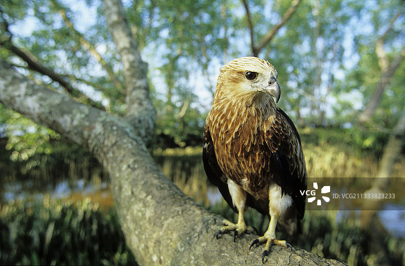 栖息在印度尼西亚红树林树枝上的栗鸢图片素材