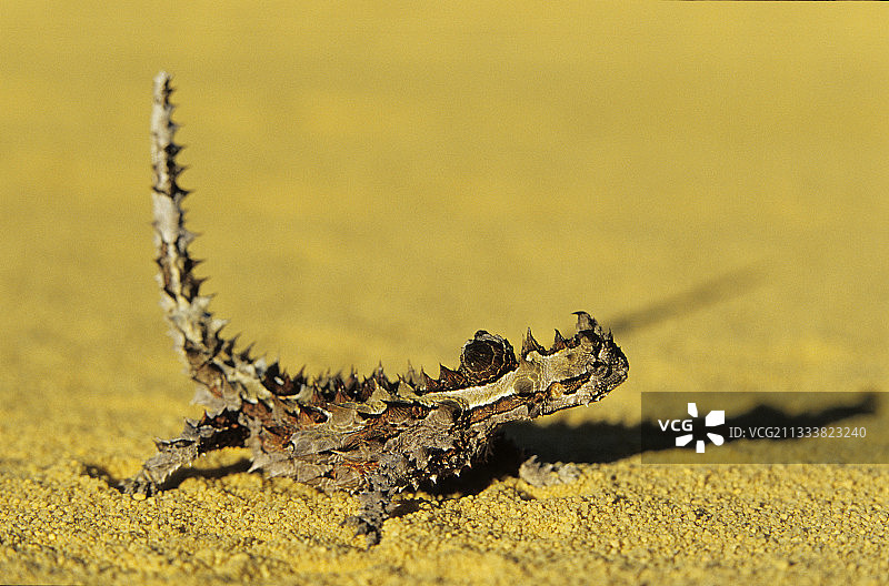 卡尔巴里国家公园图片素材