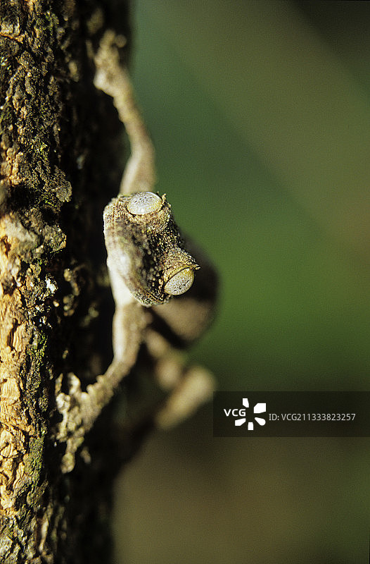 马达加斯加树干上的普通菲亚特尾壁虎图片素材