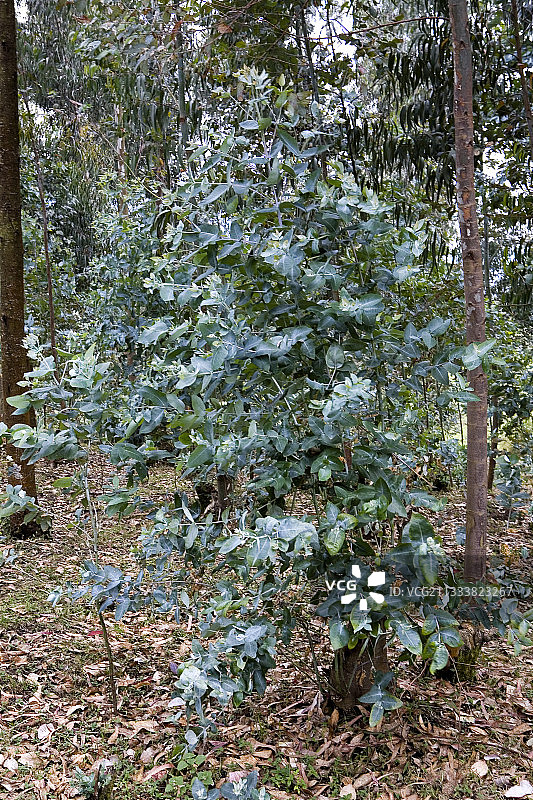卢旺达桉树的背面图片素材