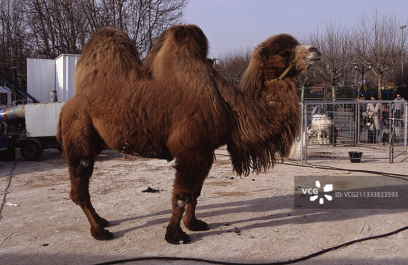 沃克吕兹马戏团大帐篷前的野生双峰骆驼图片素材
