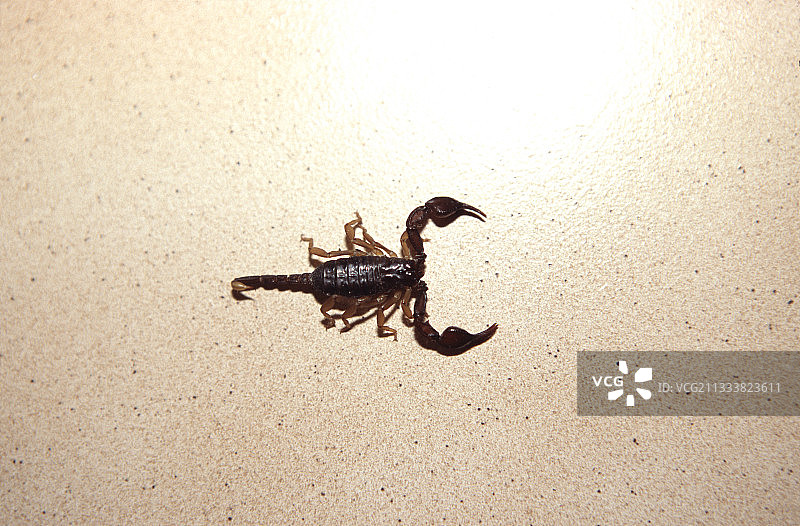 在法国锡斯特龙房子里发现的欧洲黄尾蝎图片素材