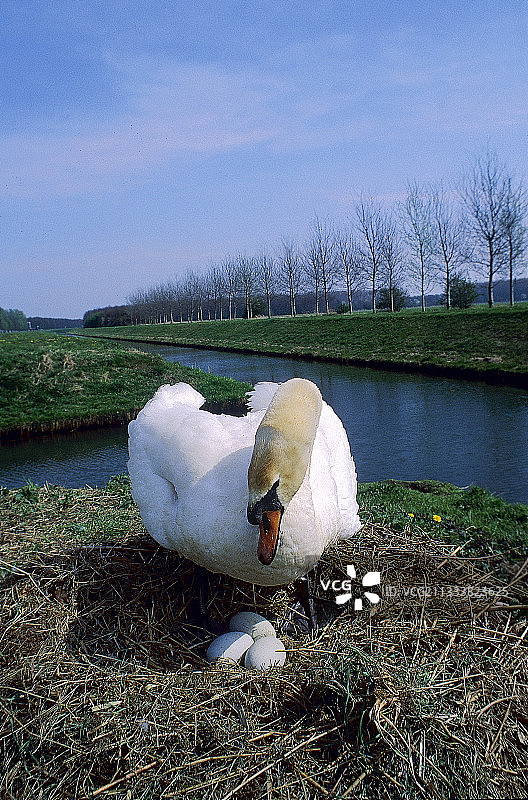 荷兰孵化中的疣鼻天鹅图片素材