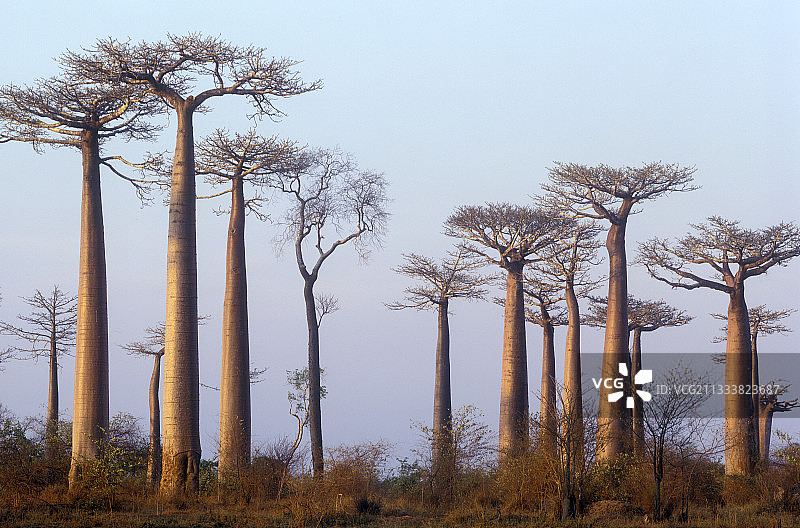 马达加斯加的干燥森林和猴面包树图片素材