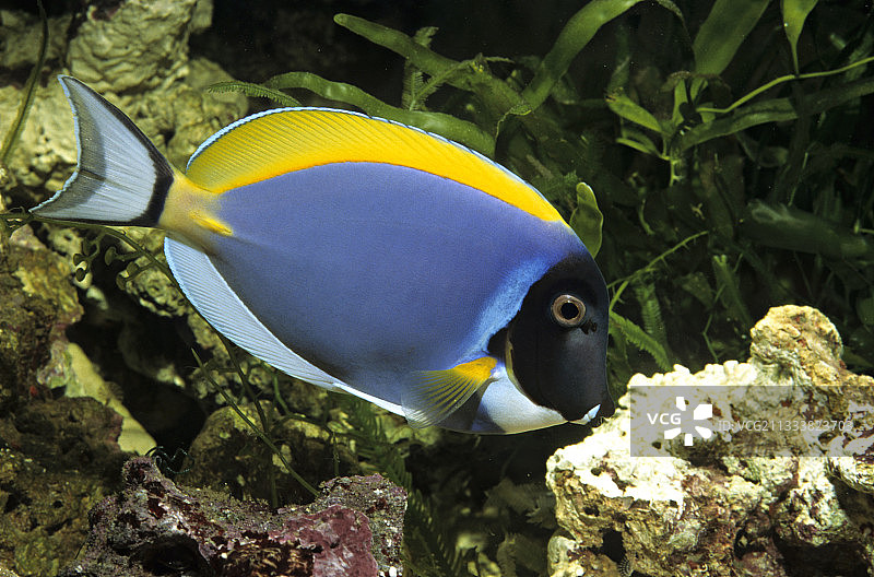 水族箱中游动的粉蓝丝隆头鱼图片素材