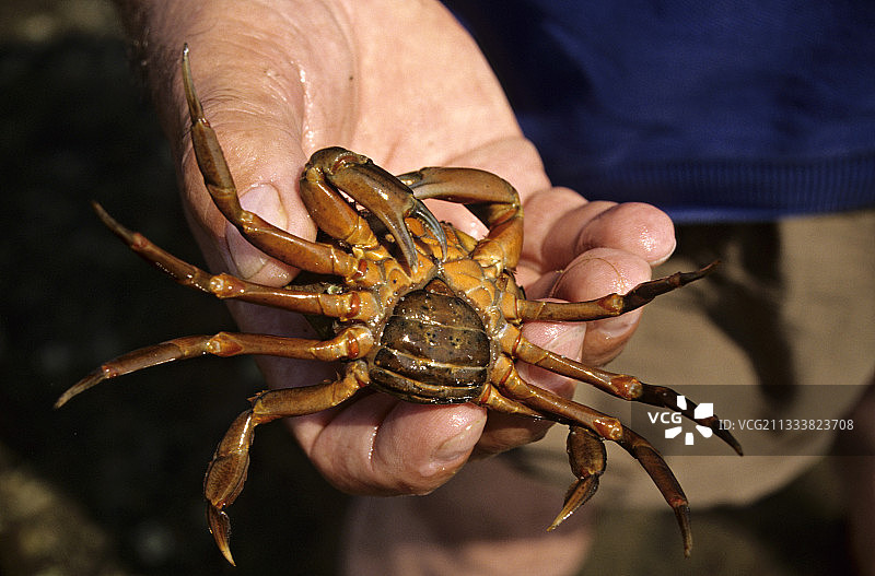 绿蟹捕食牡蛎图片素材