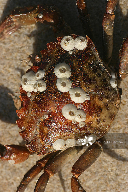 附着在绿蟹甲壳上的普通藤壶，法国图片素材
