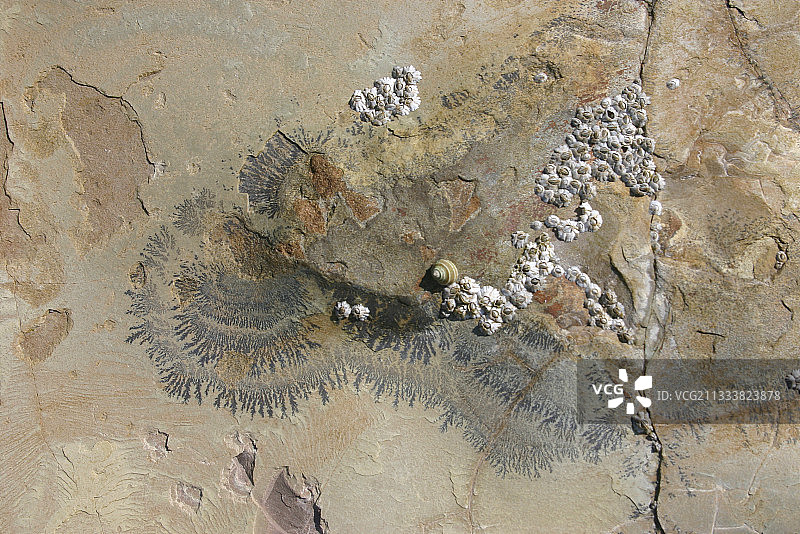 钙质砂岩石板上的藤壶和树突图片素材