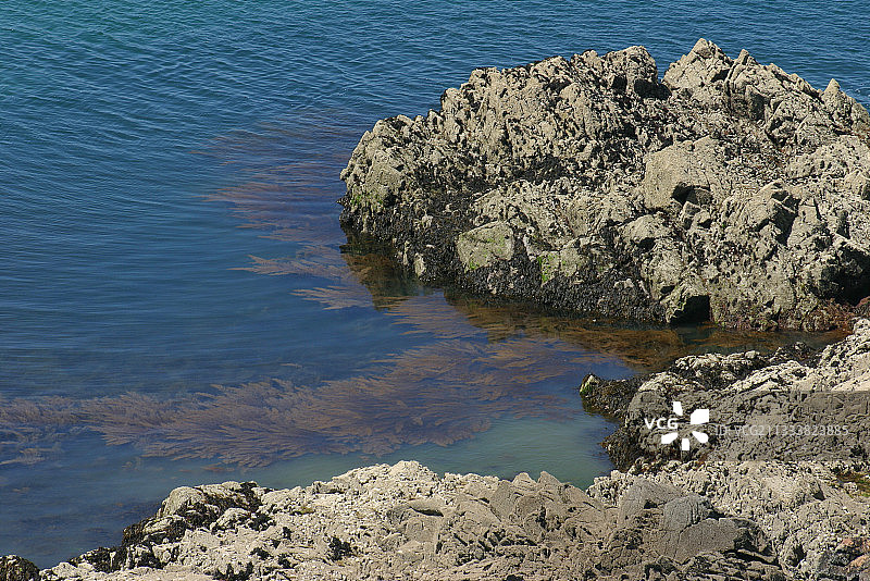 法国小岛上的藻类图片素材