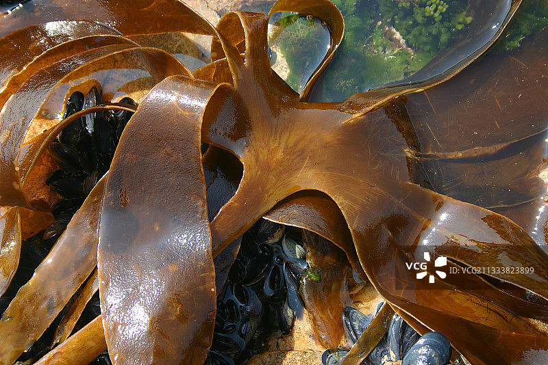 法国弗雷埃勒角萌芽期的海草图片素材