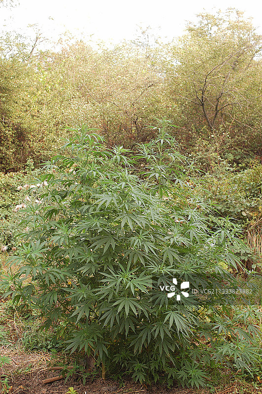 法国大麻幼苗图片素材