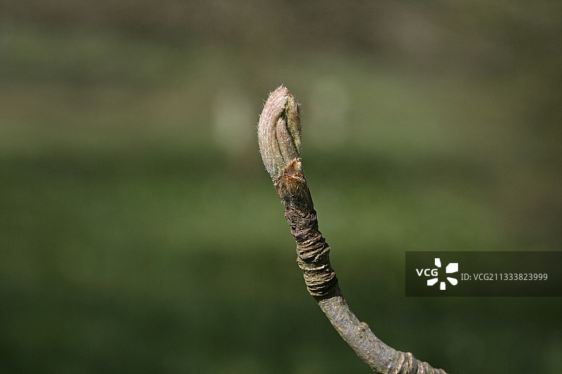 欧洲花楸树芽图片素材