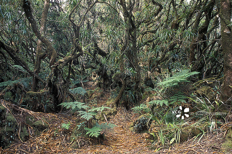 新喀里多尼亚穆恩山森林的灌木丛图片素材
