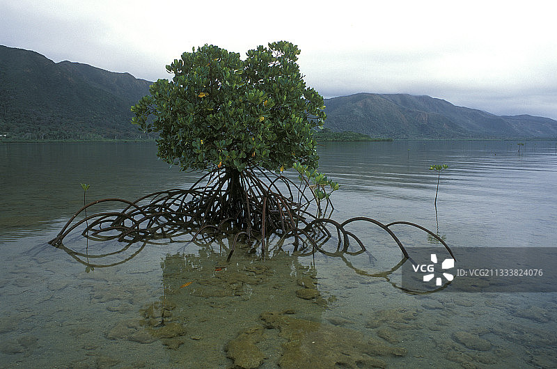 自1960年以来，城市化导致努美阿周围的红树林减少了25%图片素材