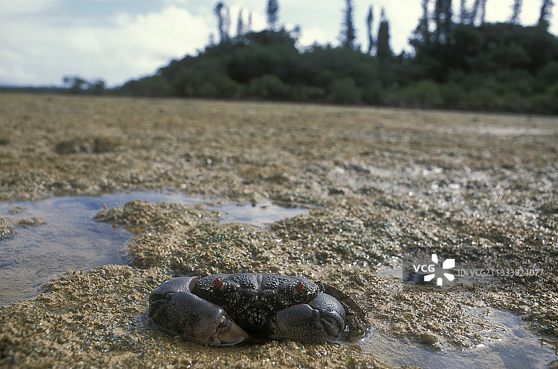 新喀里多尼亚努岛礁石上的螃蟹图片素材