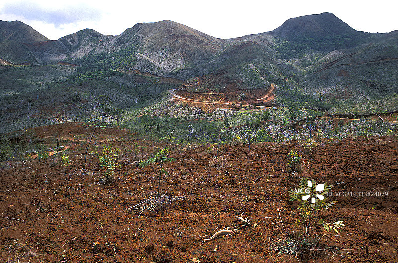 新喀里多尼亚超基性土壤植被恢复图片素材