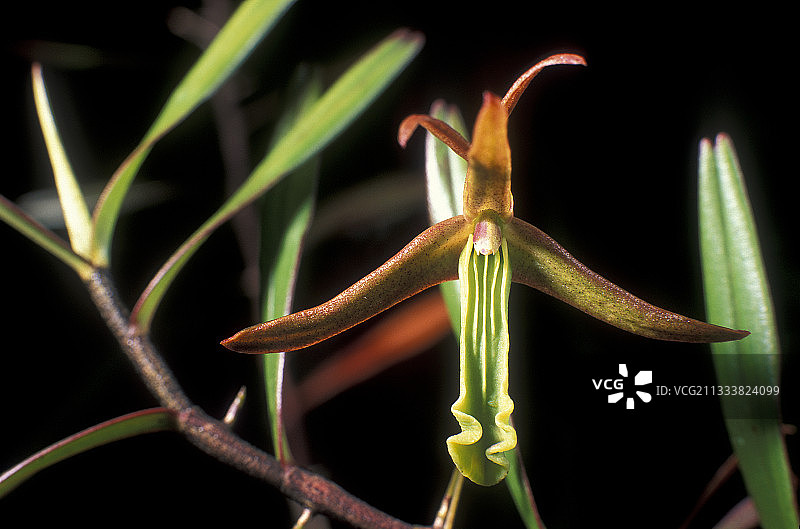 新喀里多尼亚南省陆生兰花图片素材