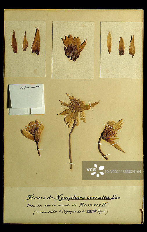 巴黎国家自然历史博物馆（MNHN）植物标本室藏品图片素材
