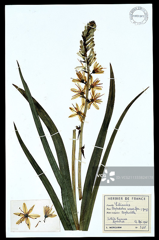 巴黎国家自然历史博物馆（MNHN）植物标本室藏品图片素材