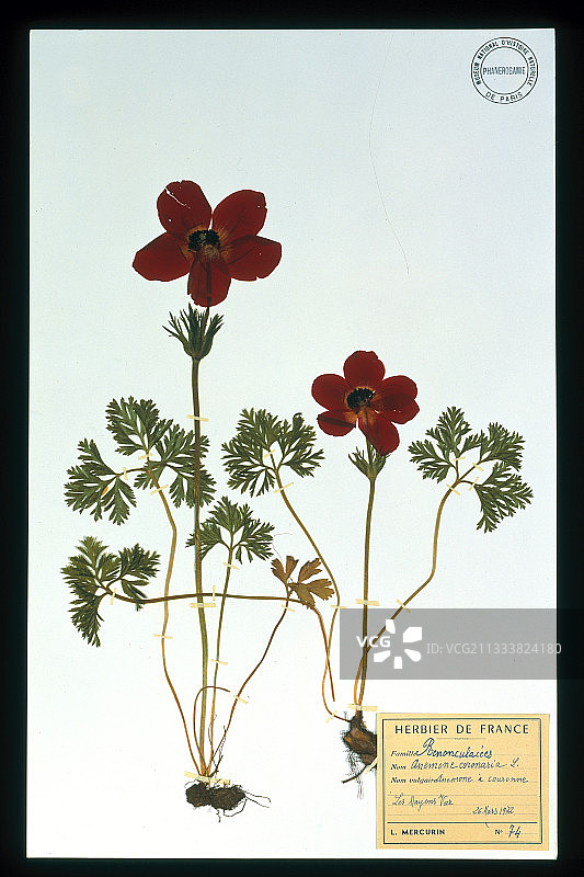 巴黎国家自然历史博物馆（MNHN）植物标本室藏品图片素材