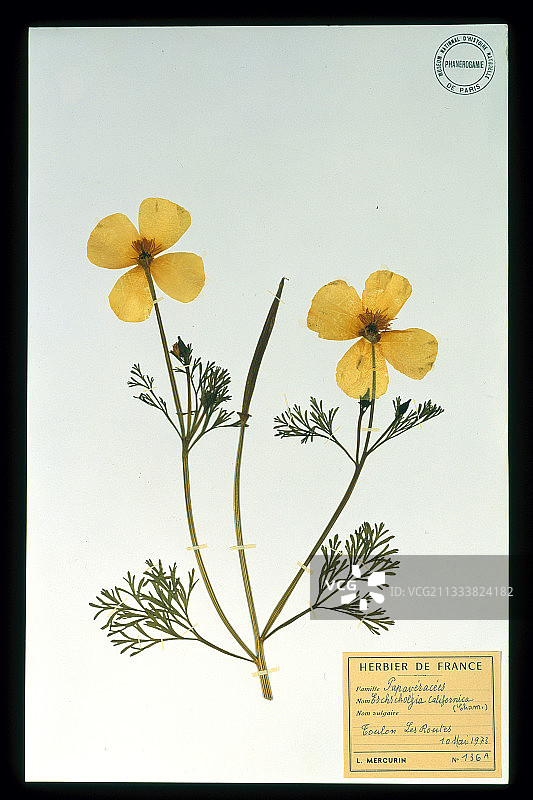 巴黎国家自然历史博物馆（MNHN）植物标本室藏品图片素材