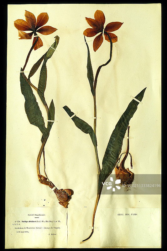 巴黎国家自然历史博物馆（MNHN）植物标本室藏品图片素材