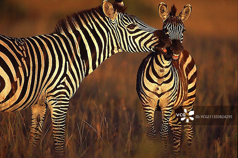 格兰特斑马，肯尼亚马赛马拉图片素材