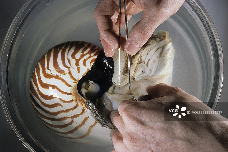 动植物形态建模技术图片素材