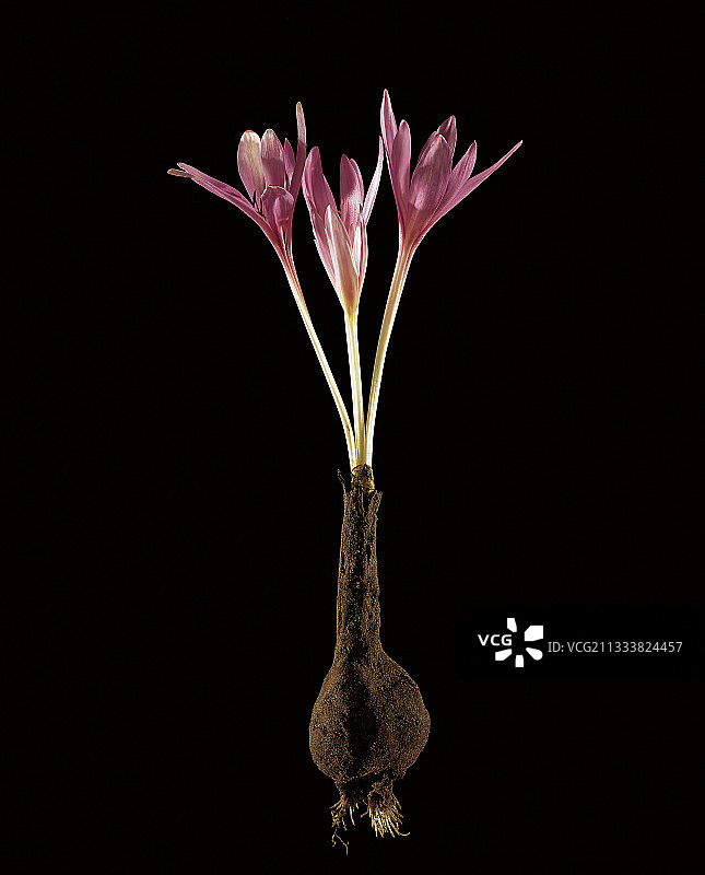 古人推荐用此植物煎剂治疗痛风，有风险！但医学控制下，秋水仙碱仍然是对抗尿酸过多的最佳药物图片素材