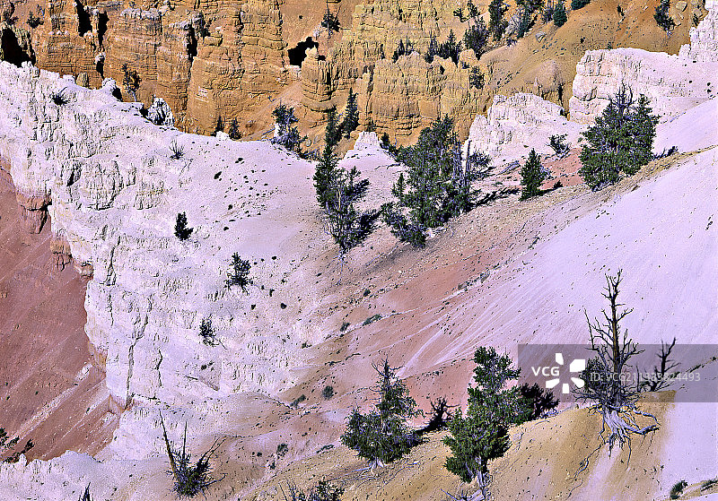 美国刺果松林中的泥质石灰石图片素材