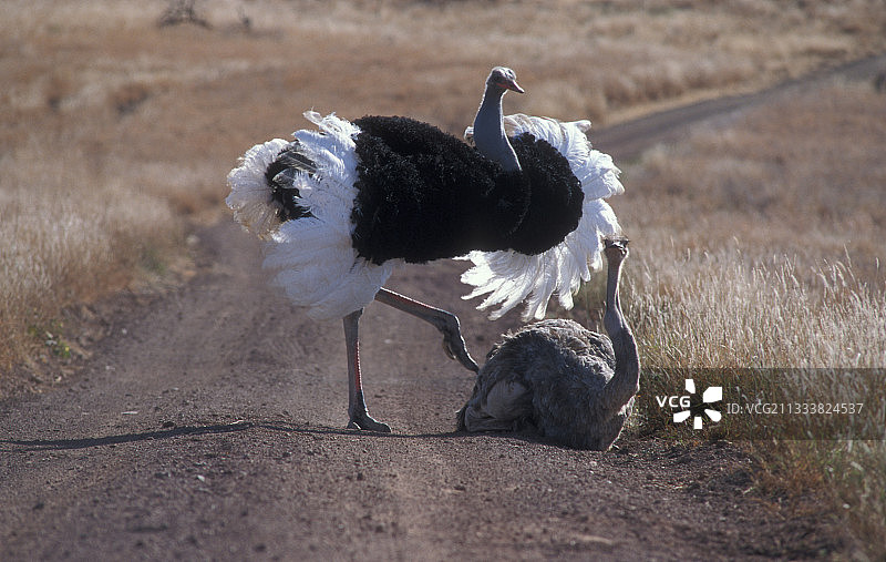 鸵鸟婚配巡游（肯尼亚）图片素材