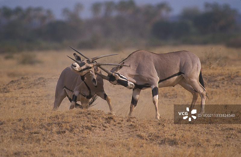 长角羚打斗场景，肯尼亚桑布鲁图片素材